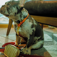 Gold Vegan Leather Poop Bag Holder & Treat Pouch
