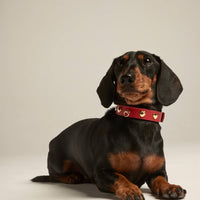 Heart Stud Collar in Red