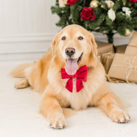 Red Velvet Lady Dog Bow