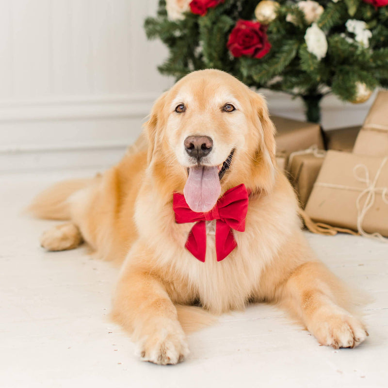 Red Velvet Lady Dog Bow