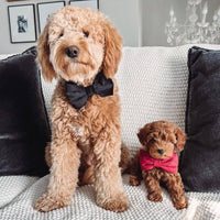 Black Velvet Dog Bow Tie