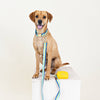 Striped Blues Dog Leash