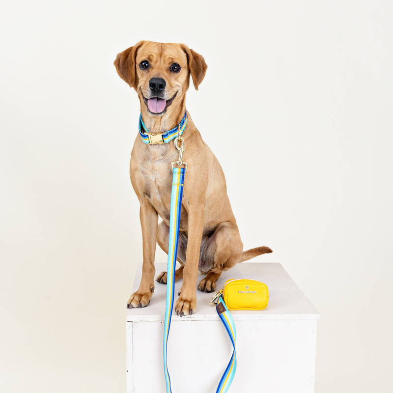 Striped Blues Dog Collar