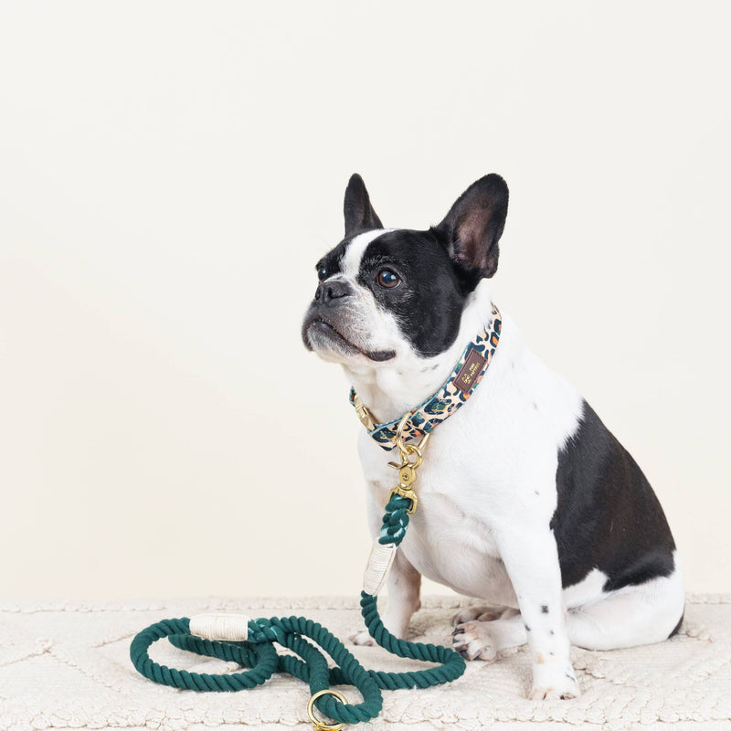 Preppy Leopard Print Dog Collar