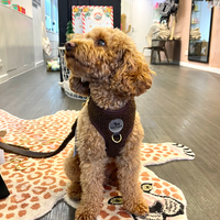 Harness in Teddy Coffee