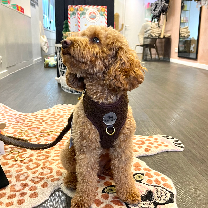 Harness in Teddy Coffee