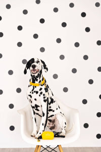 Yellow Poop Bag Holder & Treat Pouch