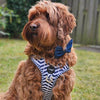 Step-In Harness in Navy Marine