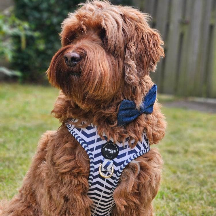 Step-In Harness in Navy Marine