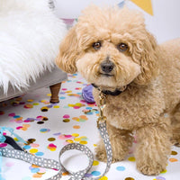 Black & White Dog Leash