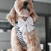 Step-In Harness in Navy Marine