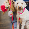 Striped Dog Leash