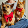 Red Velvet Lady Dog Bow