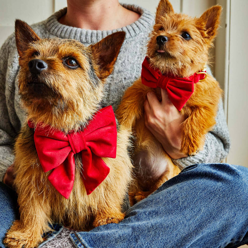 Red Velvet Lady Dog Bow