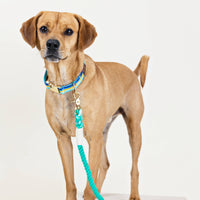 Striped Blues Dog Collar