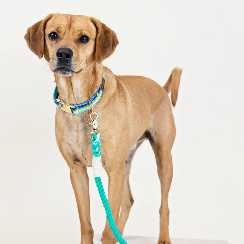 Striped Blues Dog Collar