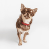 Toy Saffiano Leather Collar in Red