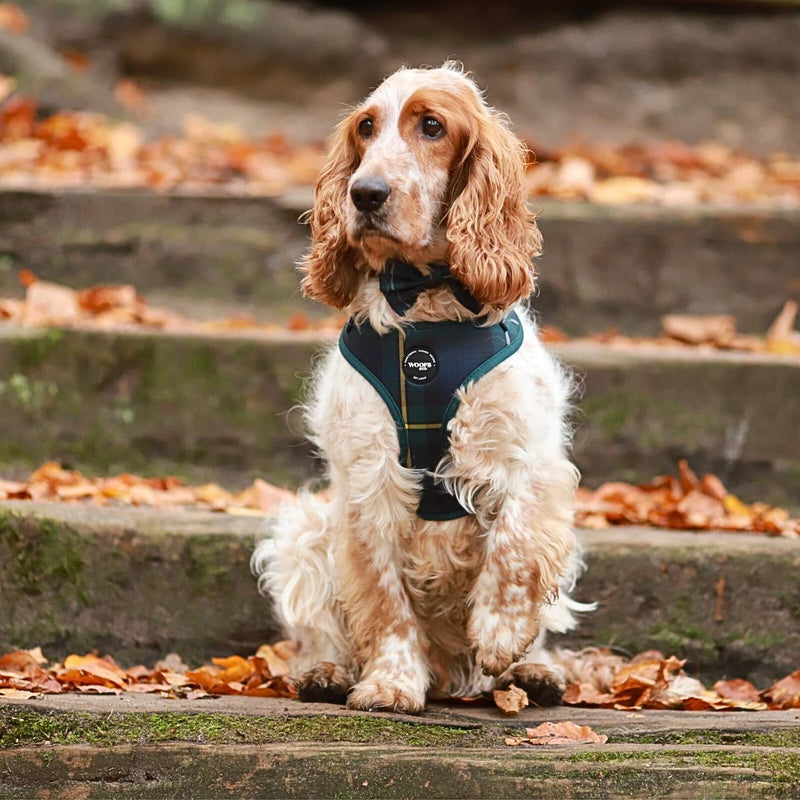 Tartan Blue/Green Harness