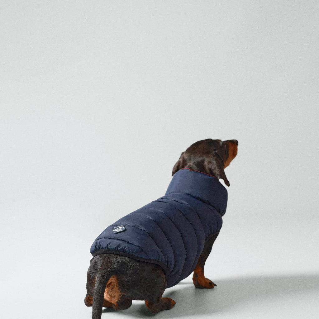 Reversible Dog Puffer Jacket in Navy & Burgundy
