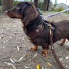 Harness in Teddy Coffee