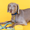 Yellow Poop Bag Holder & Treat Pouch